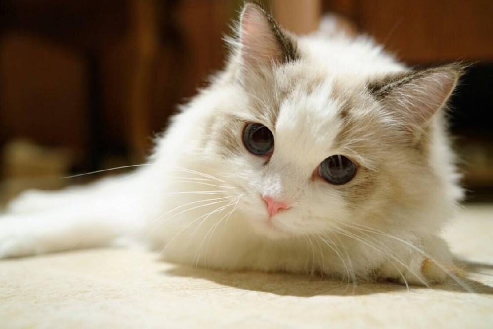 FIV